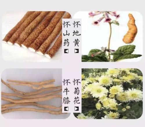 怀川名片-四大怀药